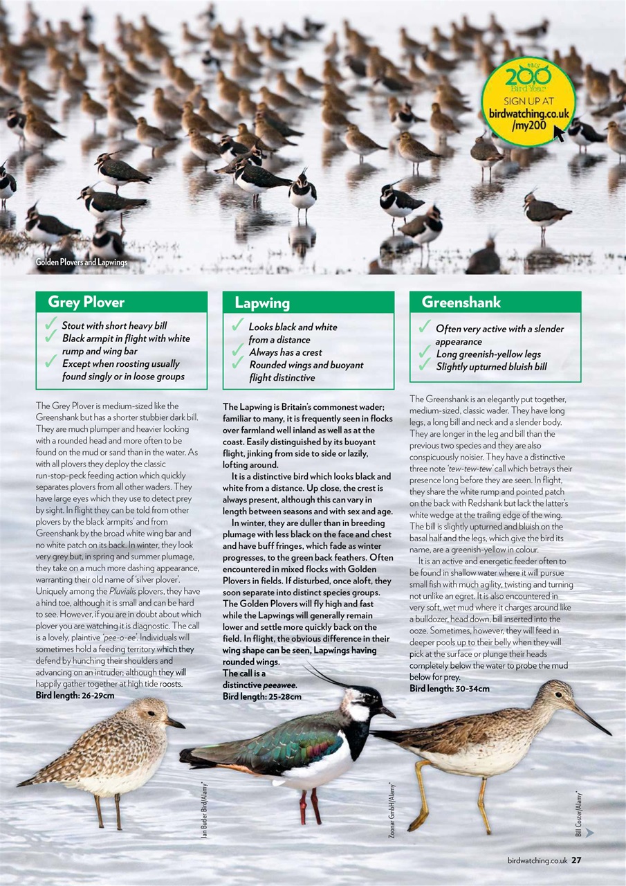 Bird Watching Preview Pages