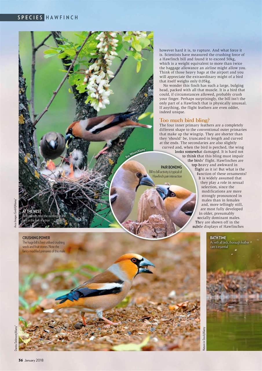 Bird Watching Preview Pages
