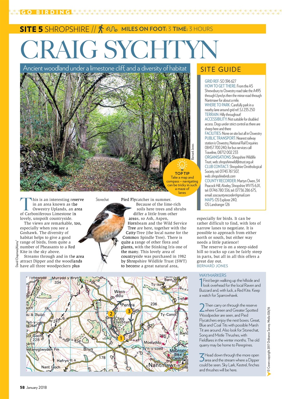 Bird Watching Preview Pages