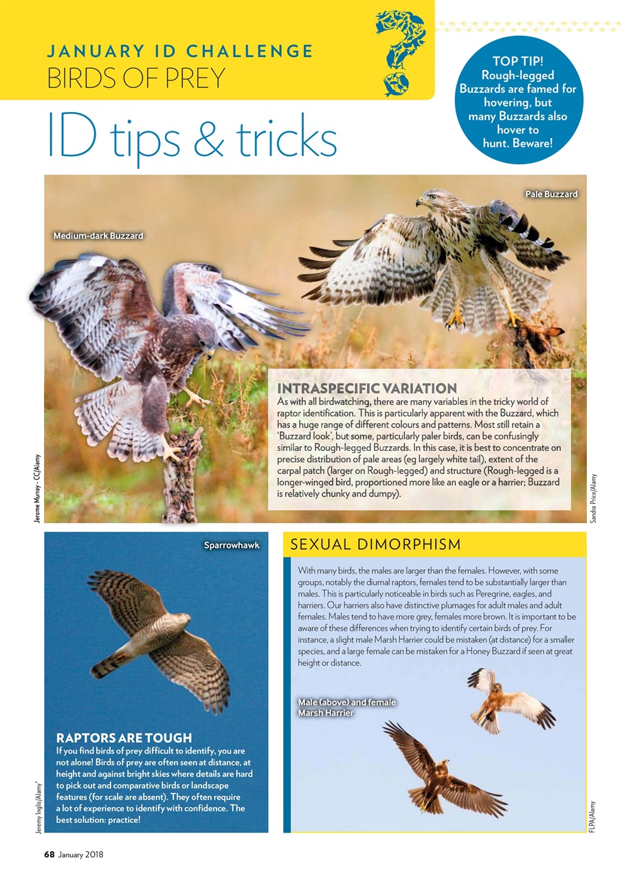 Bird Watching Preview Pages