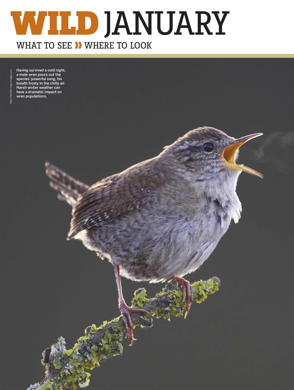 BBC Wildlife Magazine Preview Pages