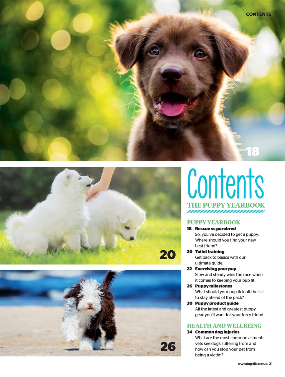 Dogs Life Preview Pages
