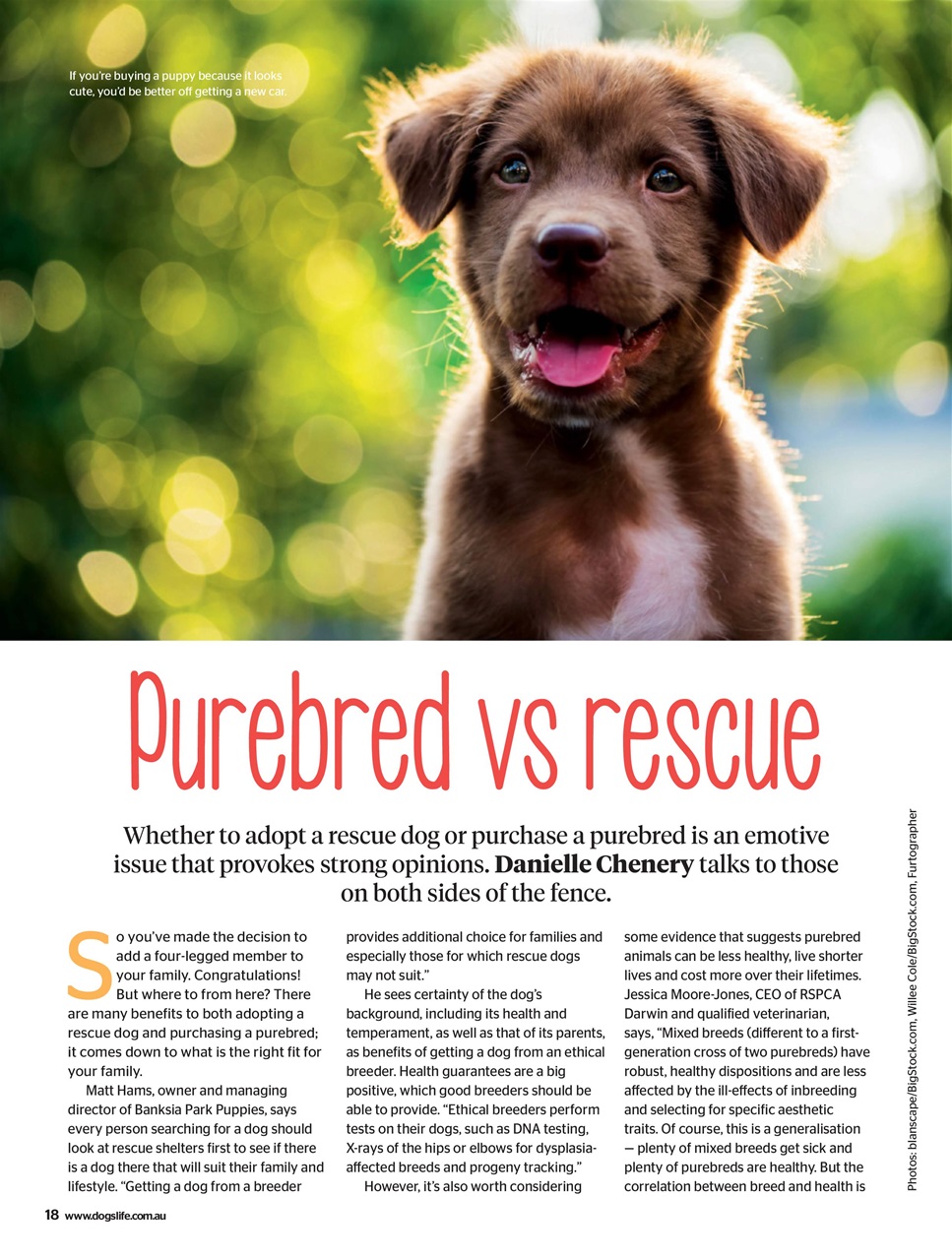 Dogs Life Preview Pages