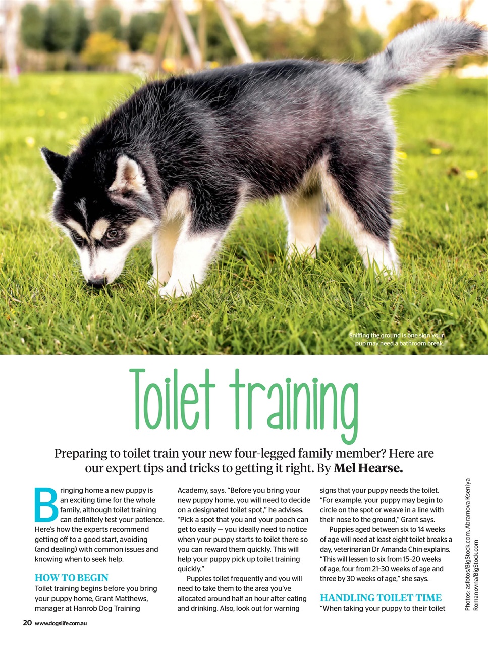 Dogs Life Preview Pages