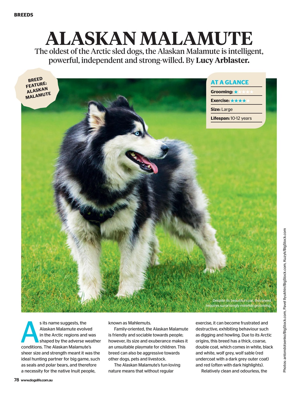 Dogs Life Preview Pages