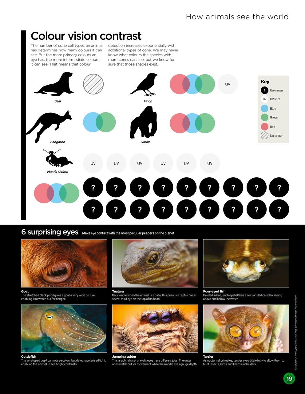World of Animals Preview Pages