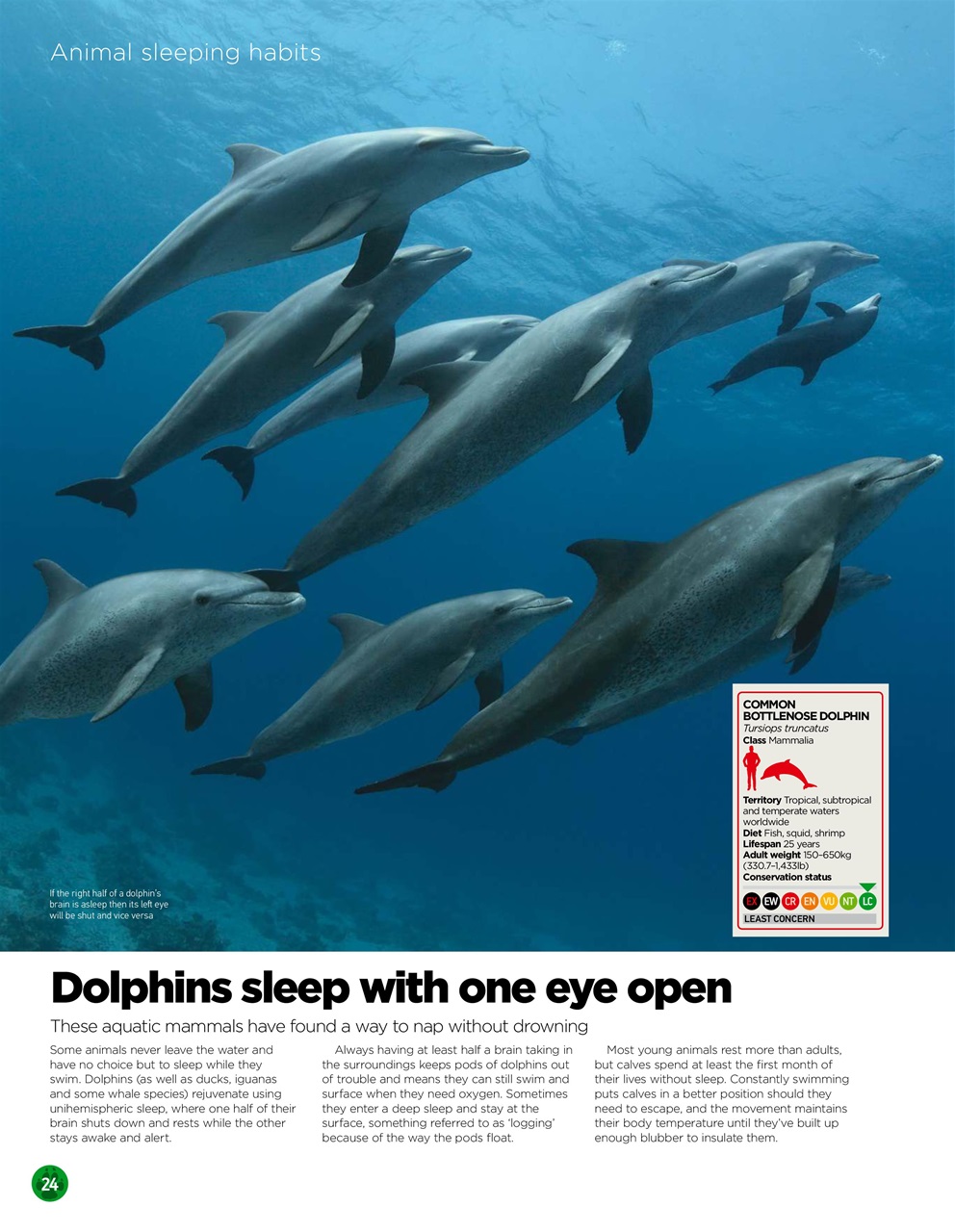 World of Animals Preview Pages