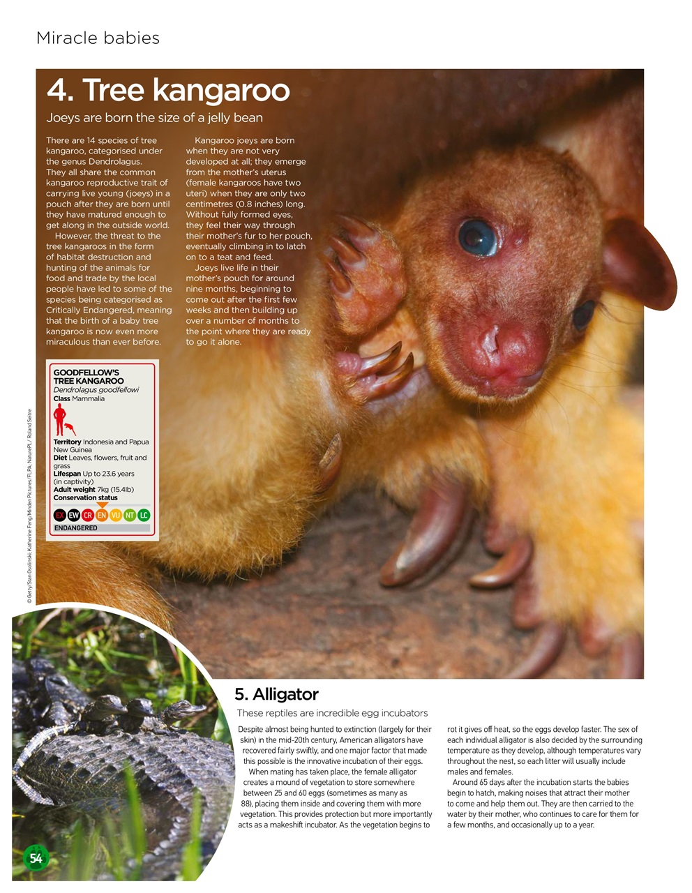 World of Animals Preview Pages