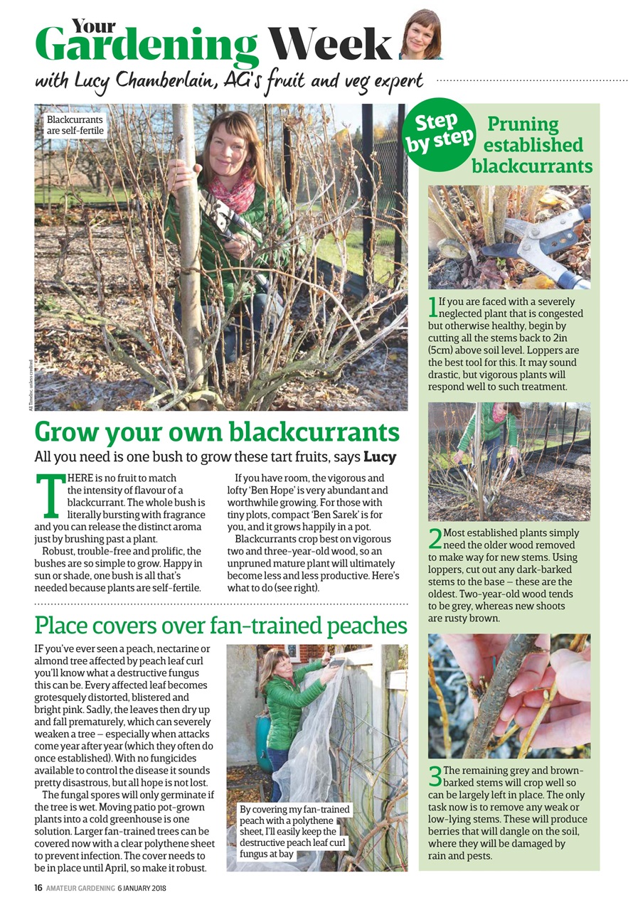 Amateur Gardening Preview Pages