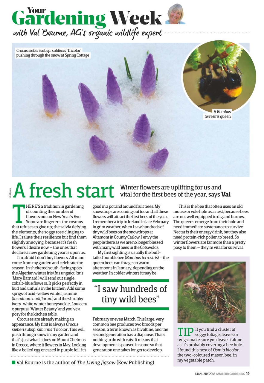 Amateur Gardening Preview Pages