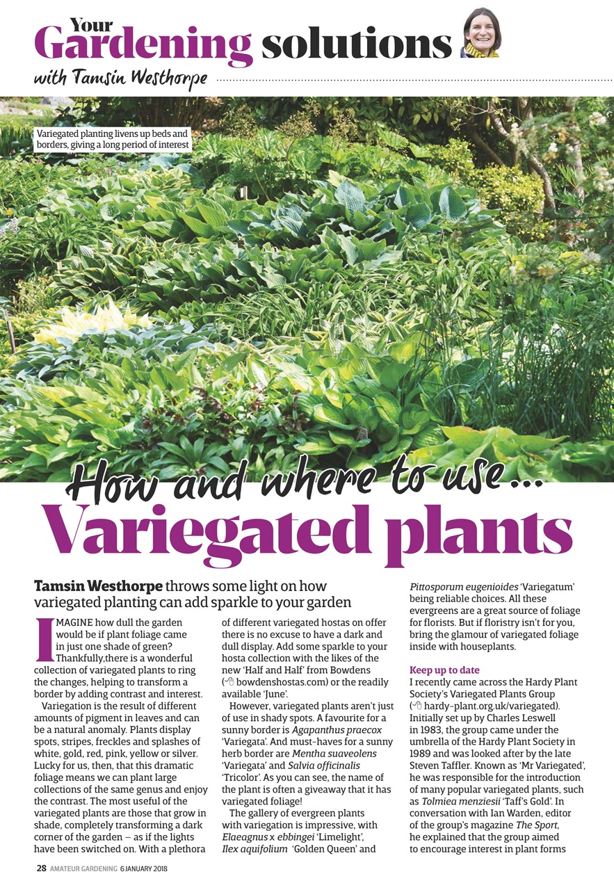 Amateur Gardening Preview Pages