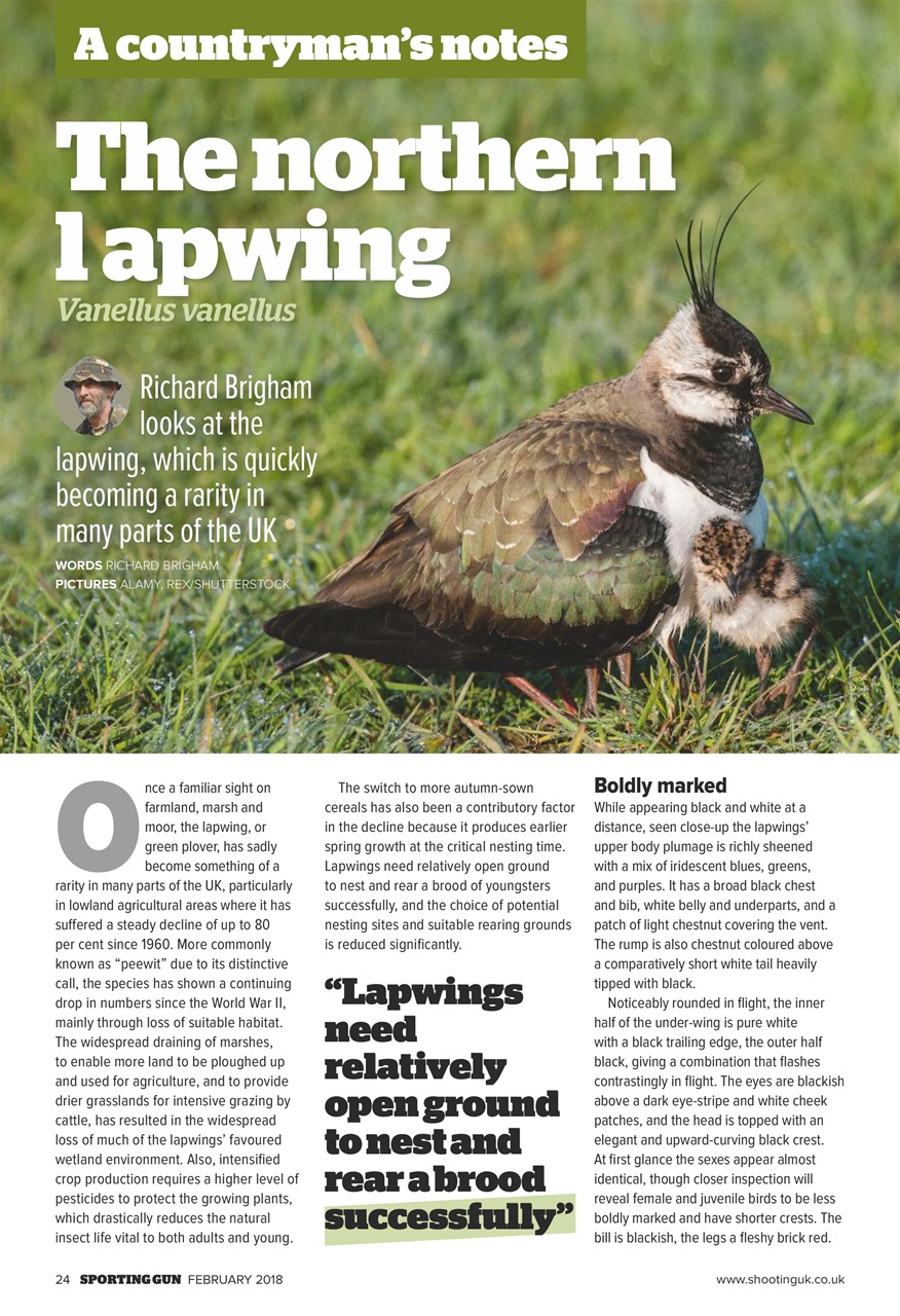 Sporting Gun Preview Pages