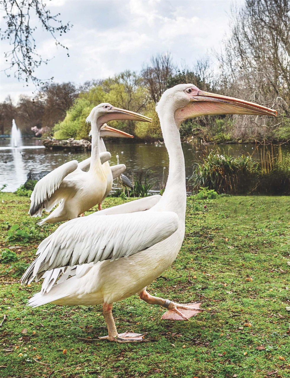 Country Life Preview Pages