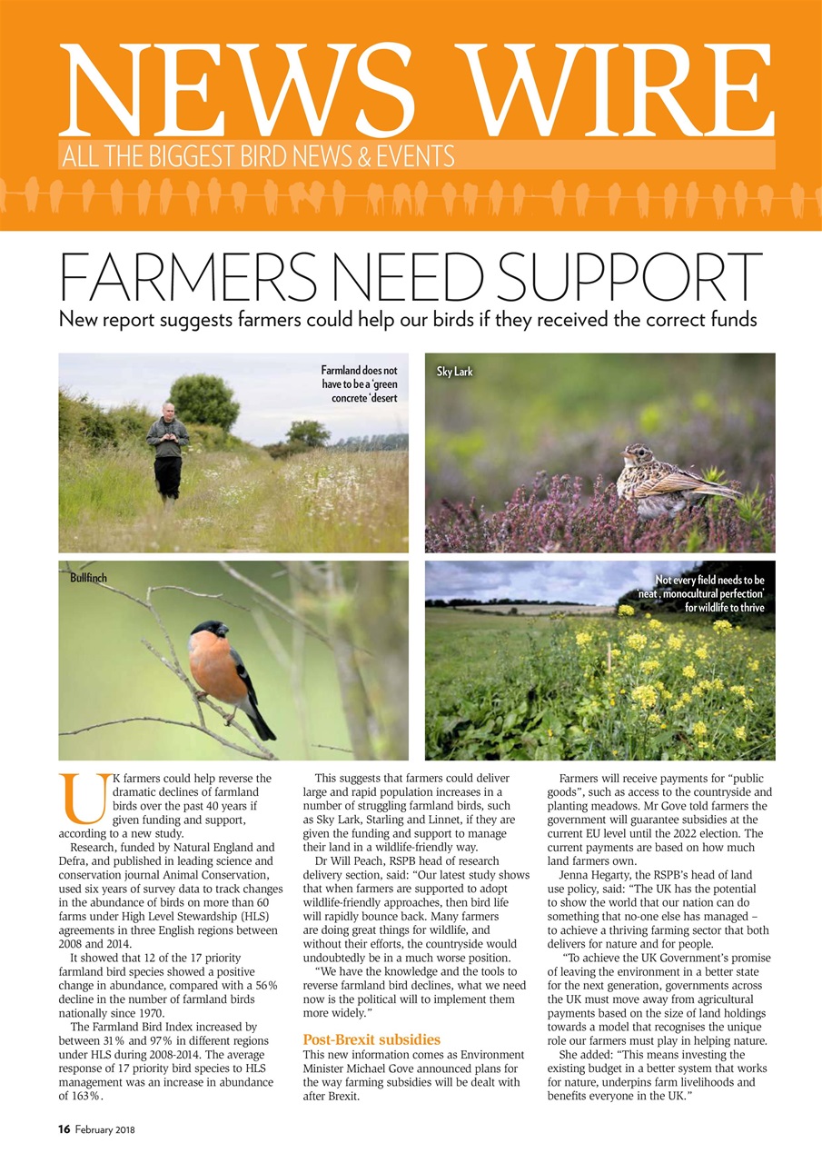 Bird Watching Preview Pages