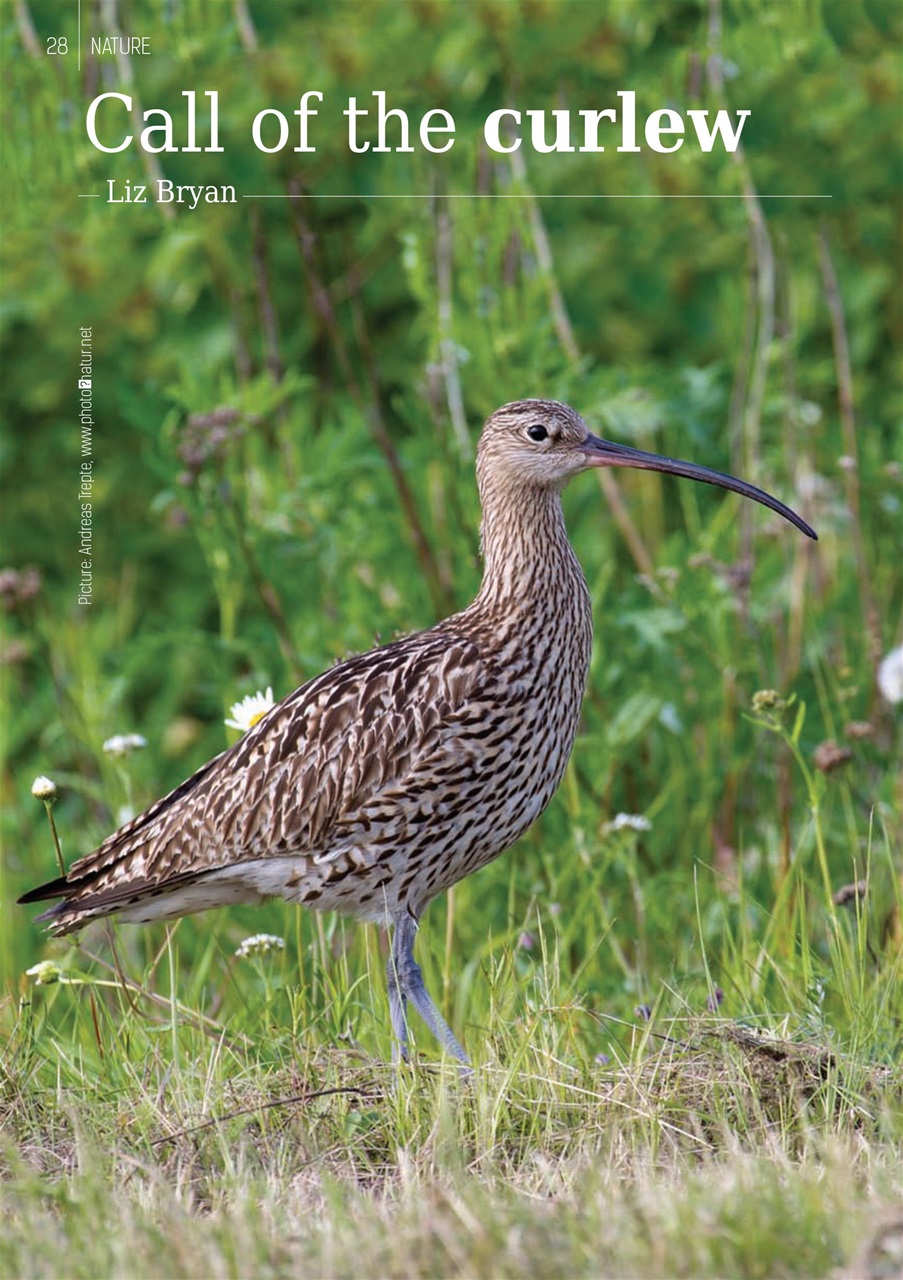 The Yorkshire Dalesman Preview Pages