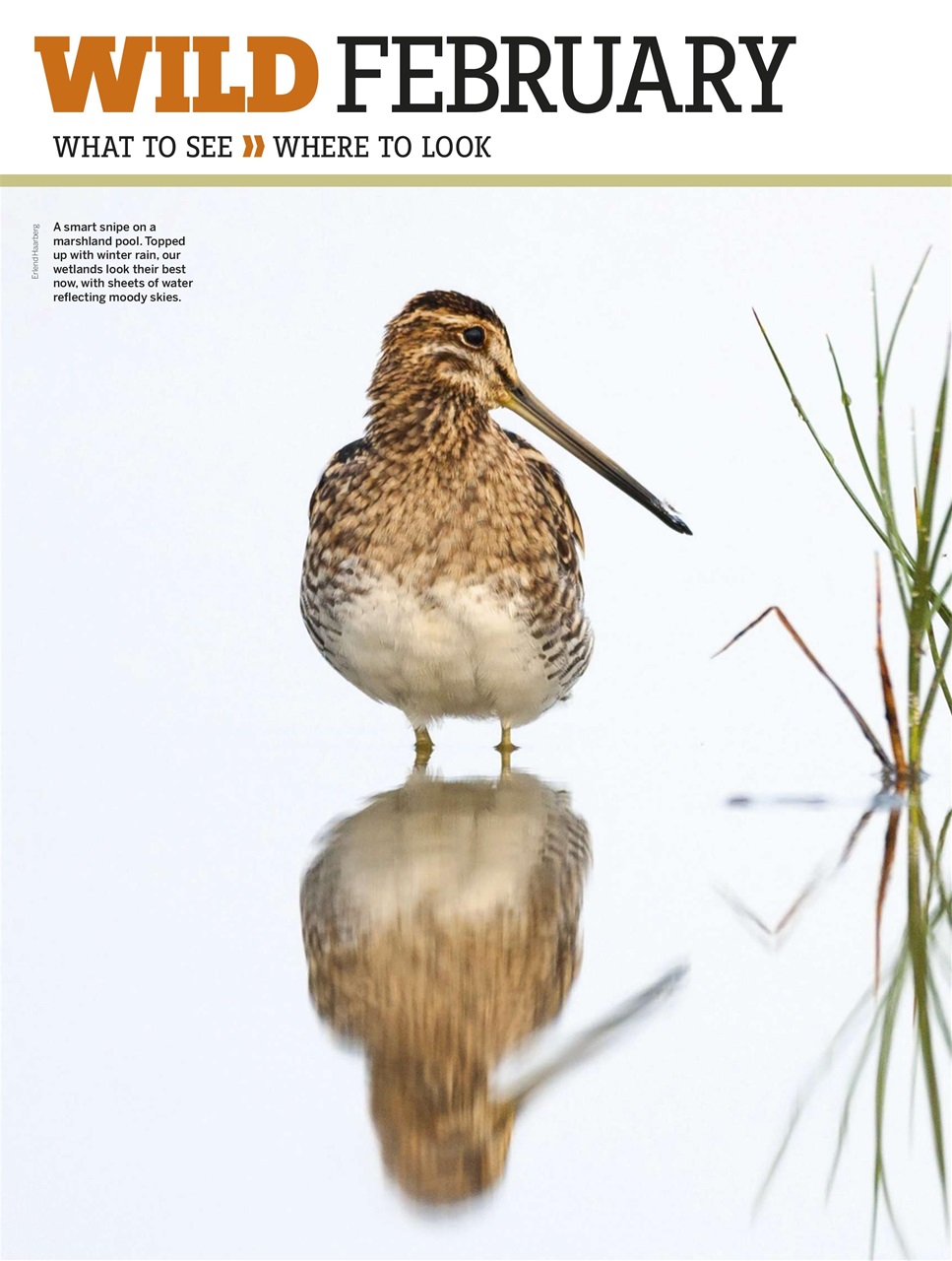 BBC Wildlife Magazine Preview Pages