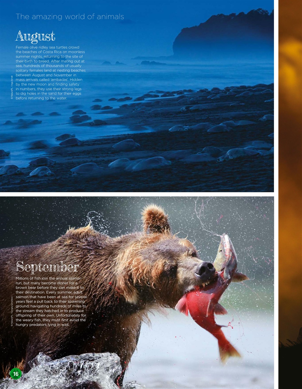 World of Animals Preview Pages