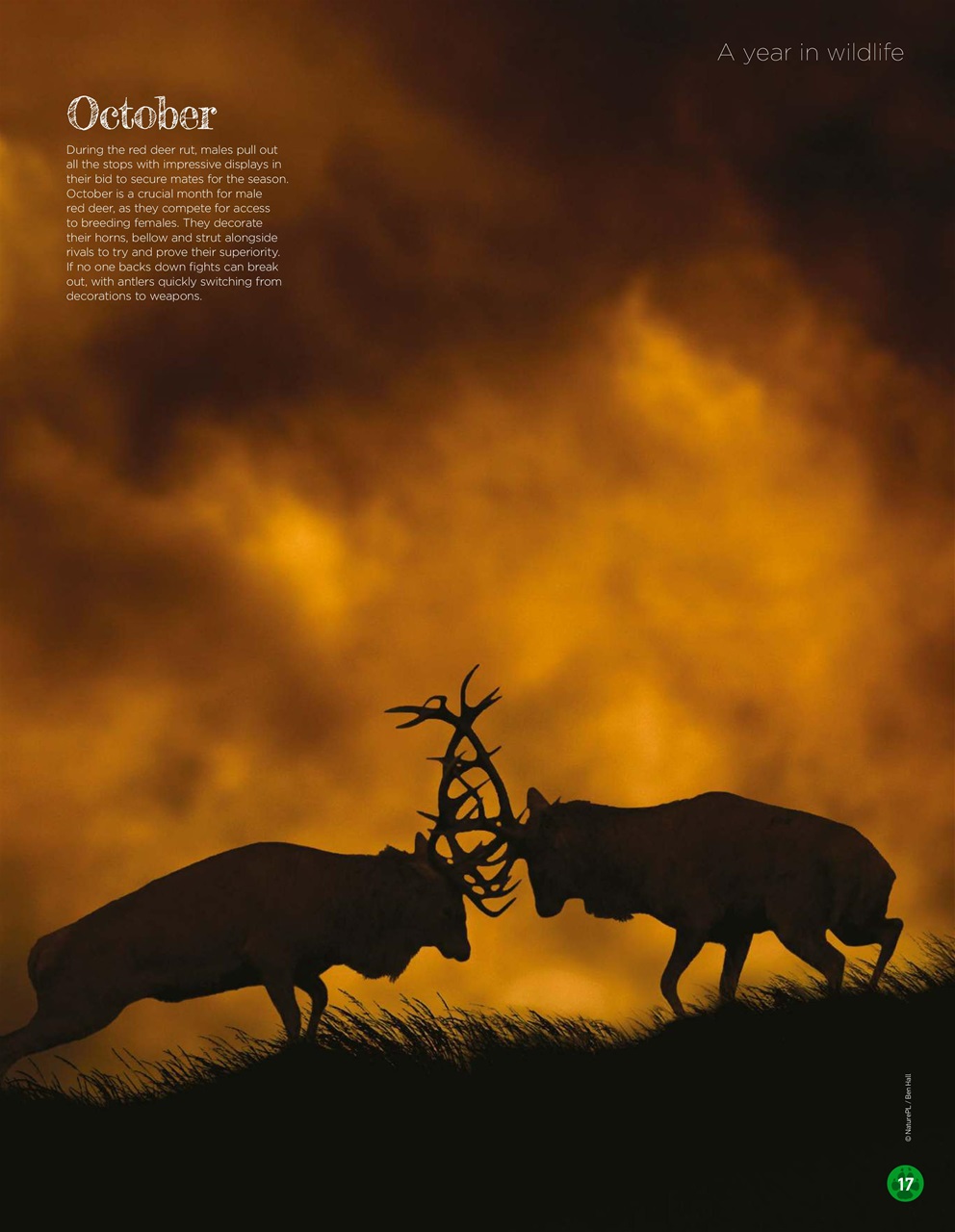 World of Animals Preview Pages