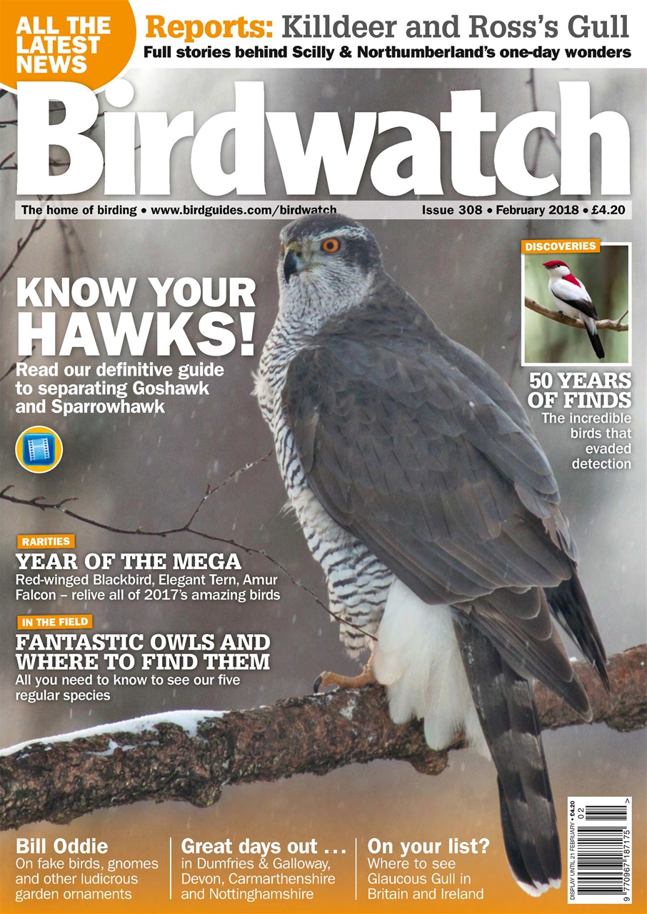 Birdwatch Magazine Preview Pages