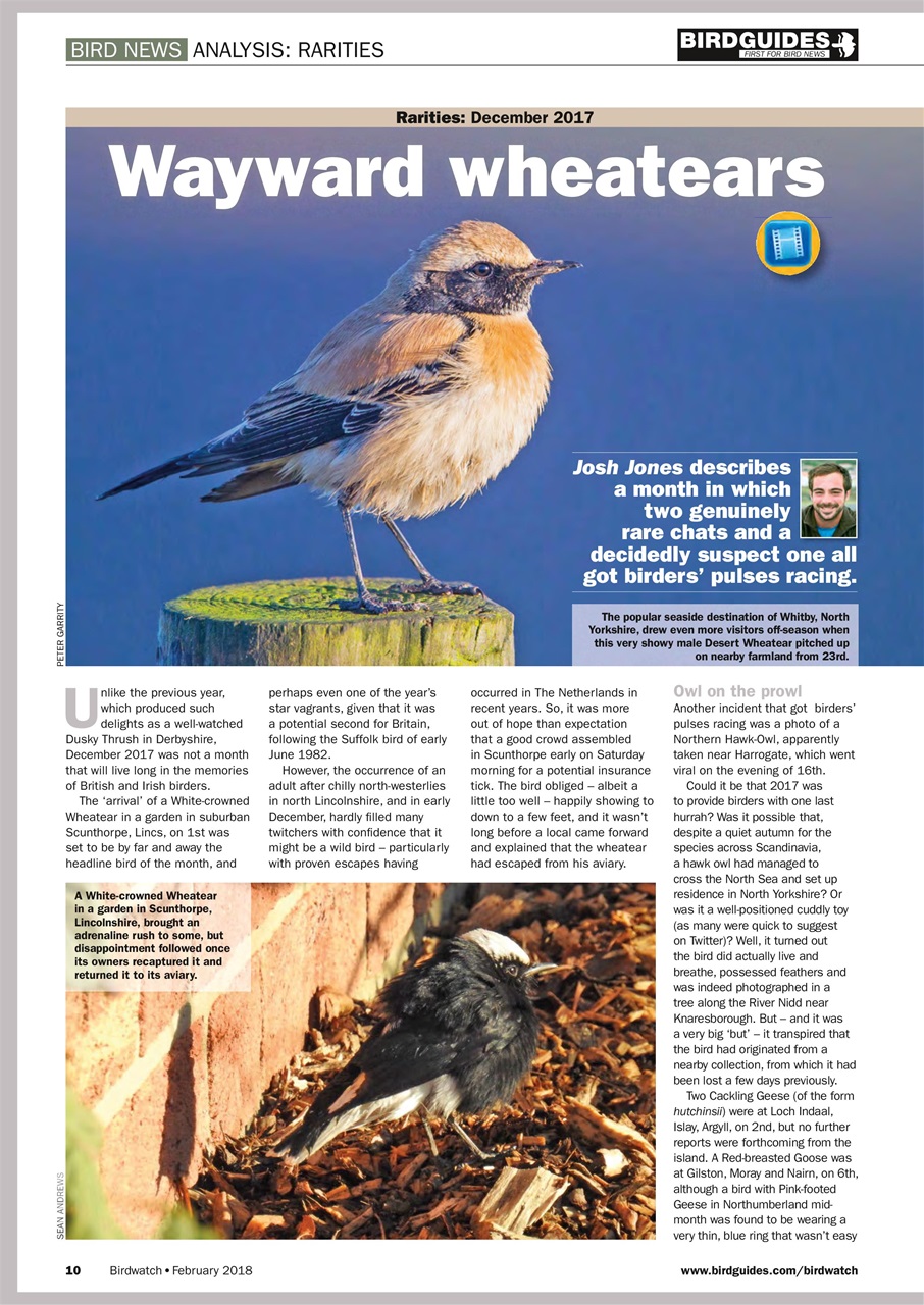 Birdwatch Magazine Preview Pages