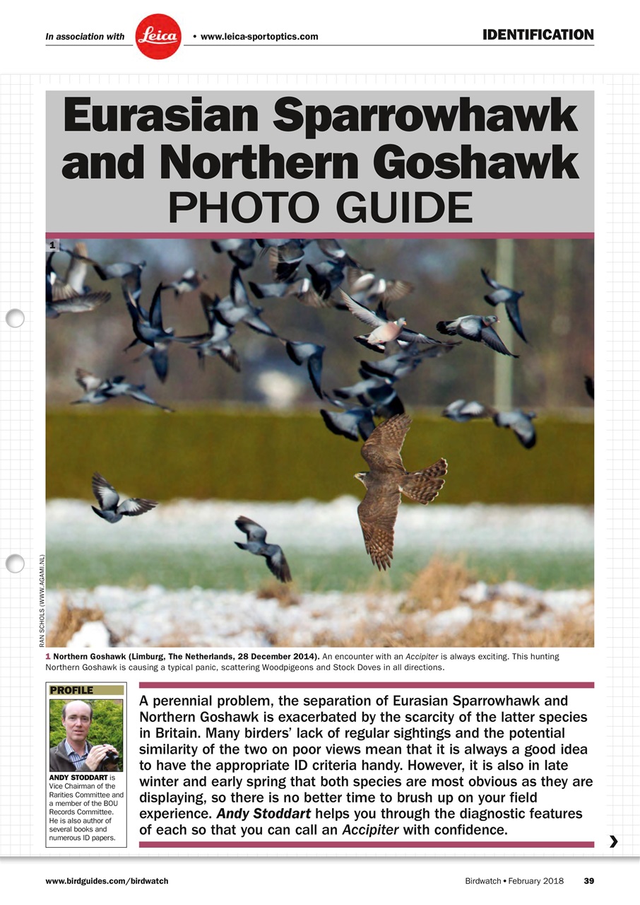 Birdwatch Magazine Preview Pages