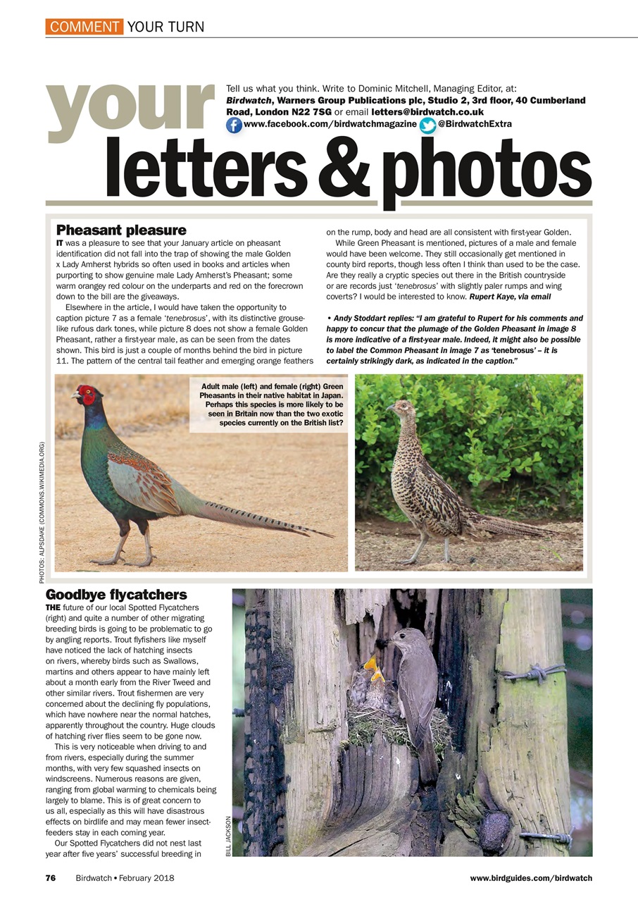 Birdwatch Magazine Preview Pages