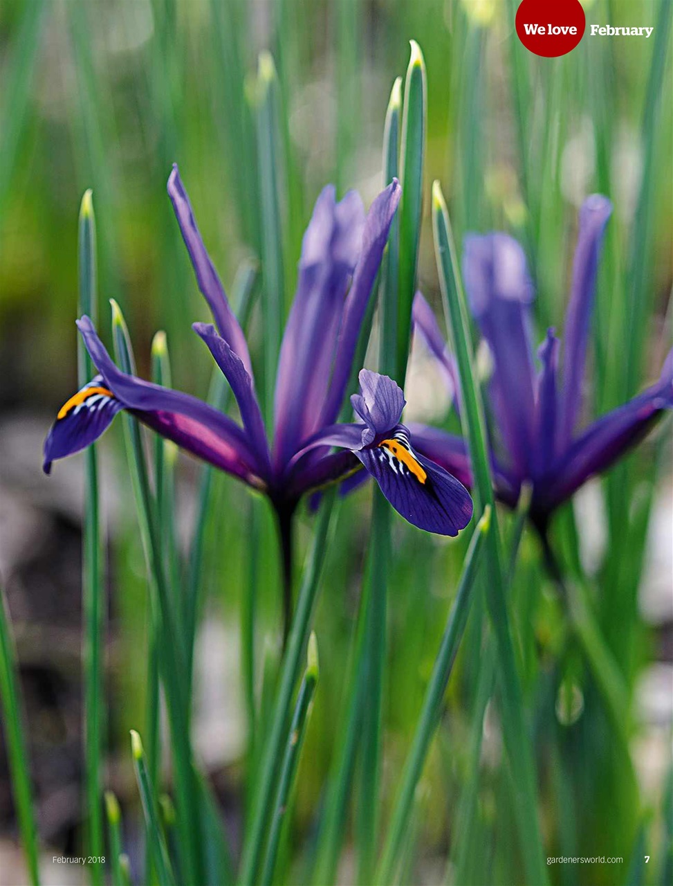 BBC Gardeners’ World Magazine Preview Pages