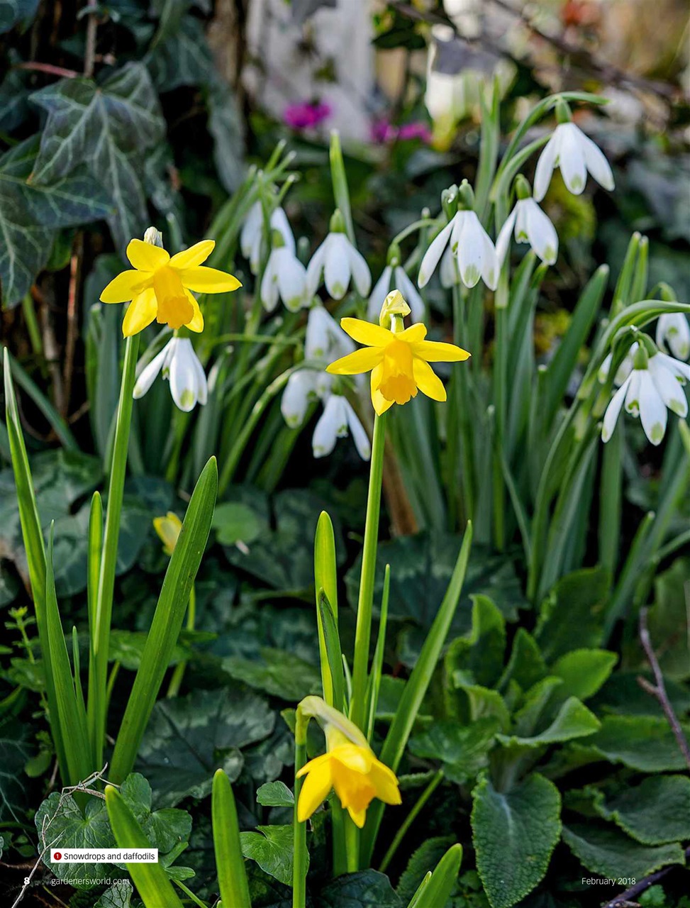 BBC Gardeners’ World Magazine Preview Pages