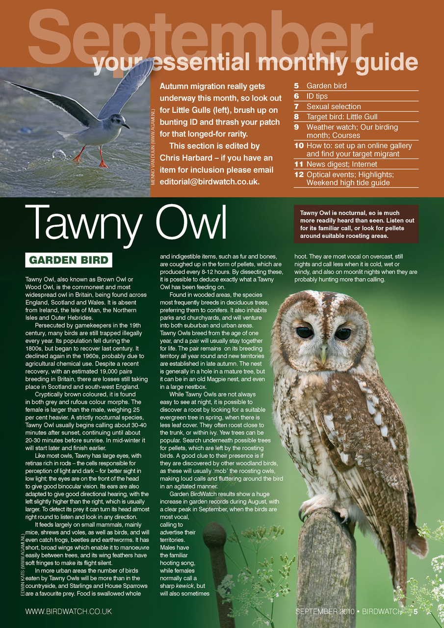 Birdwatch Magazine Preview Pages