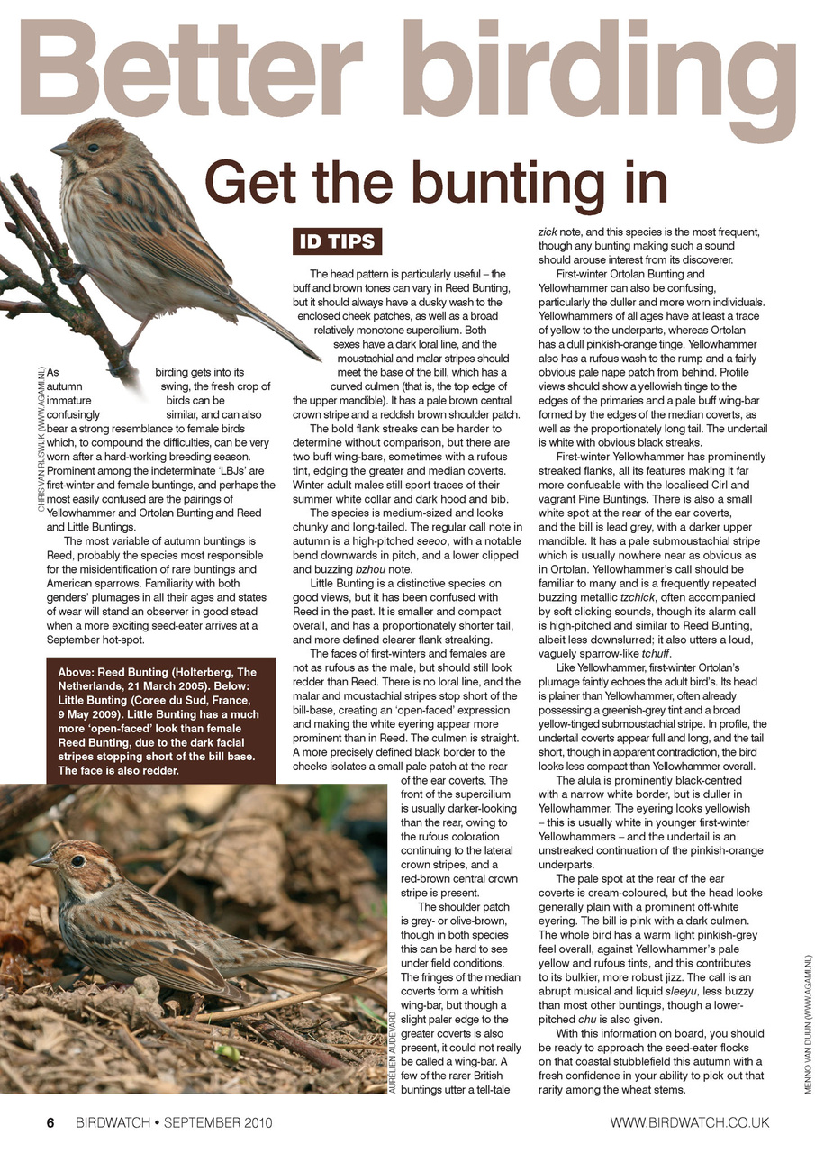 Birdwatch Magazine Preview Pages