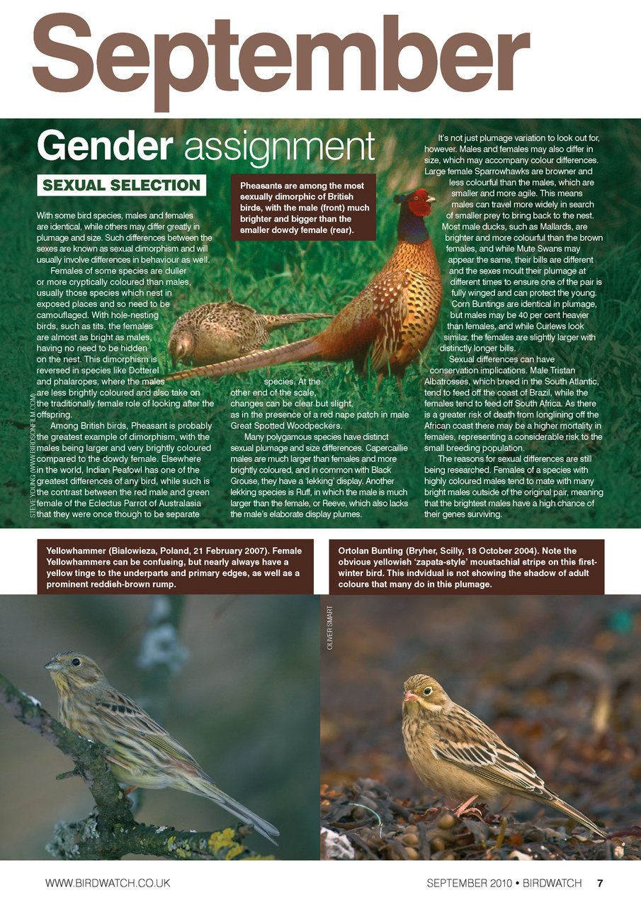 Birdwatch Magazine Preview Pages