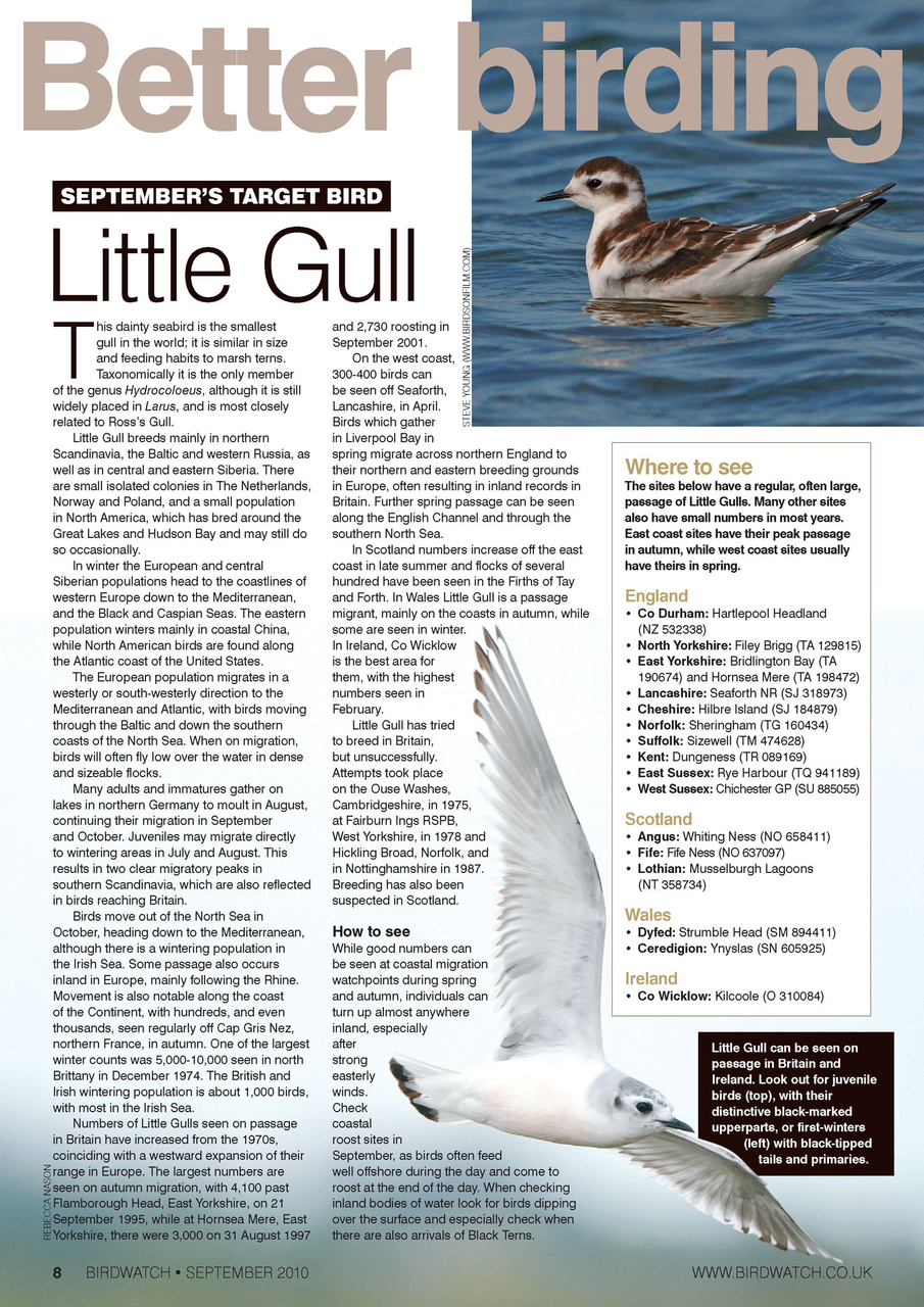 Birdwatch Magazine Preview Pages