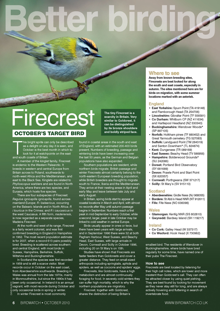 Birdwatch Magazine Preview Pages