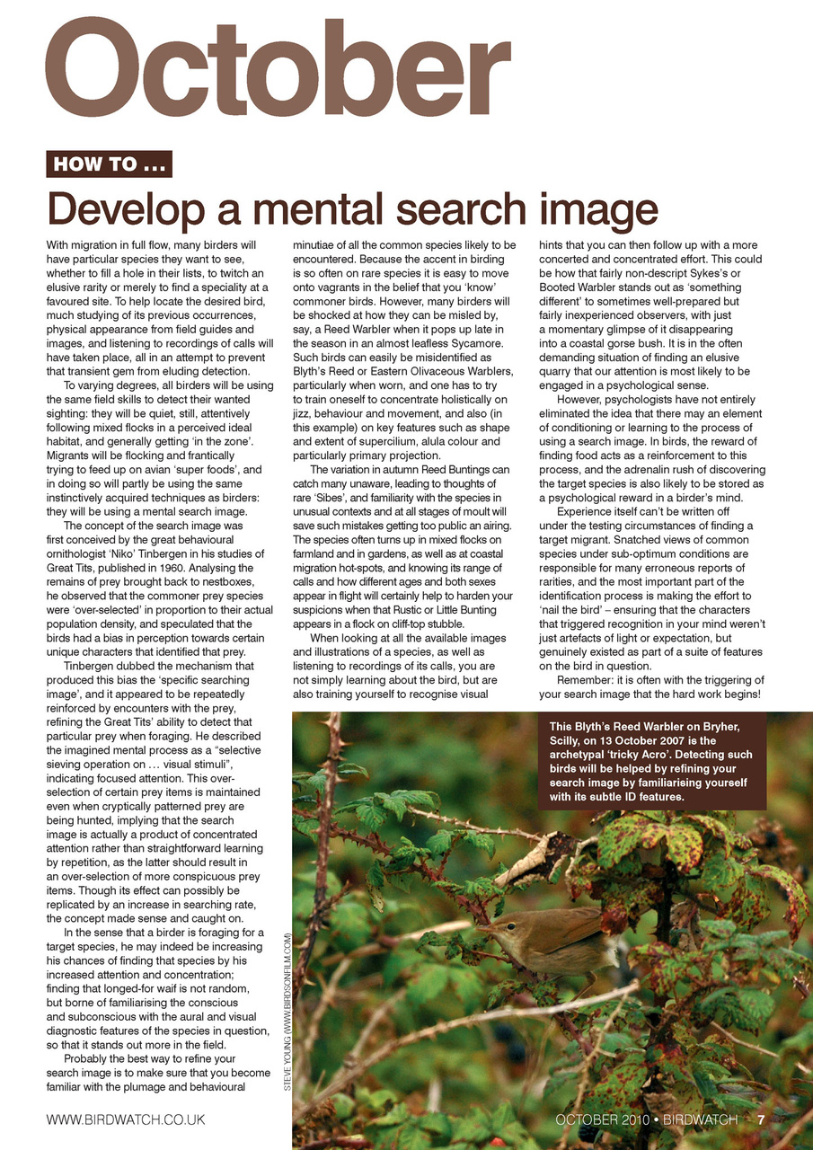 Birdwatch Magazine Preview Pages