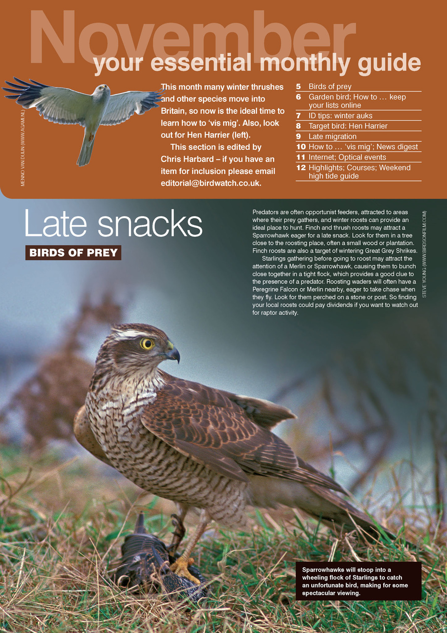 Birdwatch Magazine Preview Pages