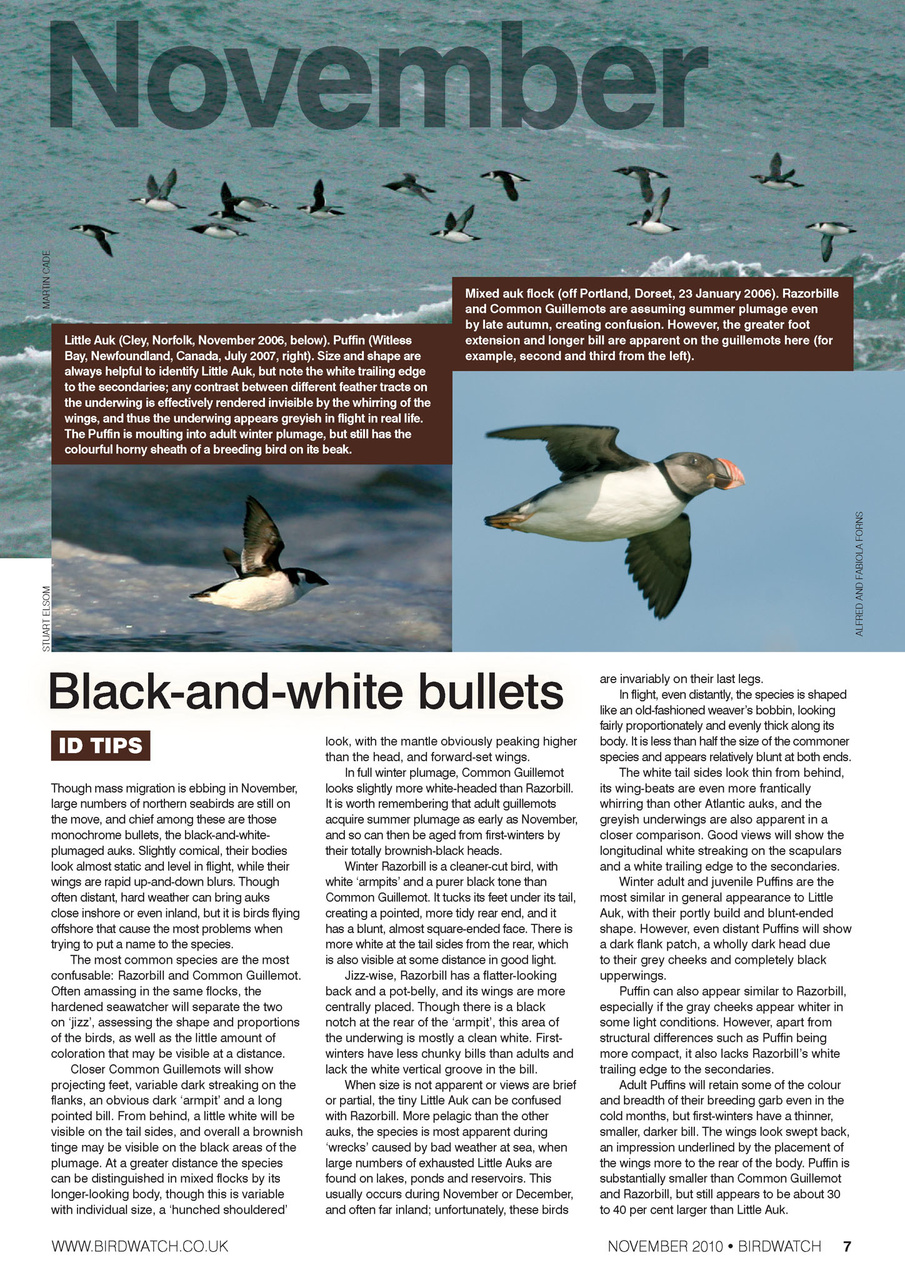 Birdwatch Magazine Preview Pages