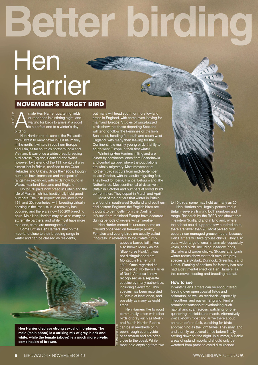 Birdwatch Magazine Preview Pages