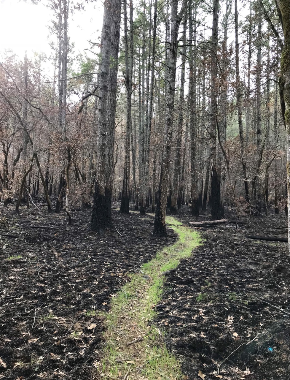 Singletrack Preview Pages