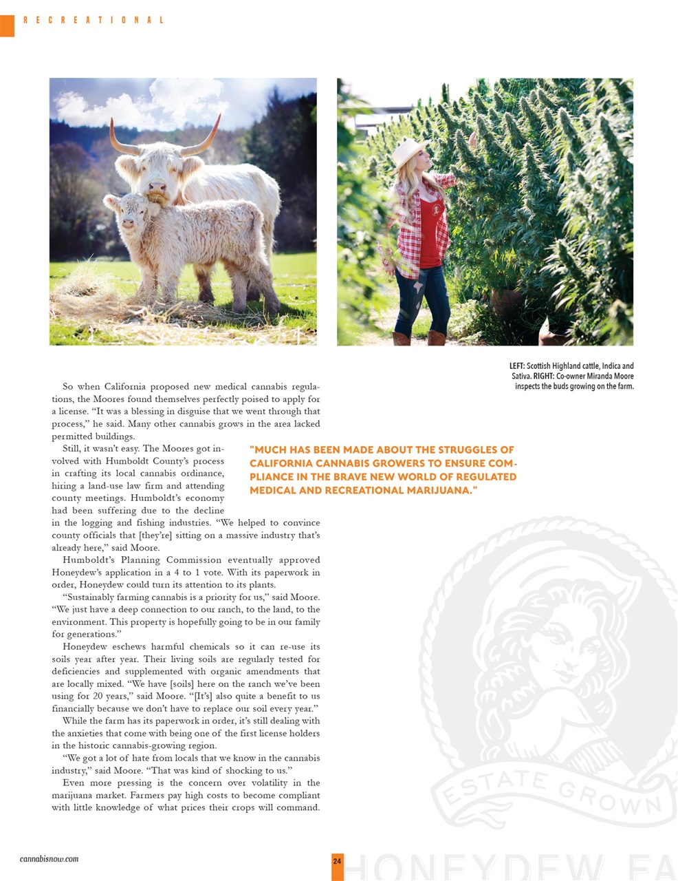 Cannabis Now Preview Pages