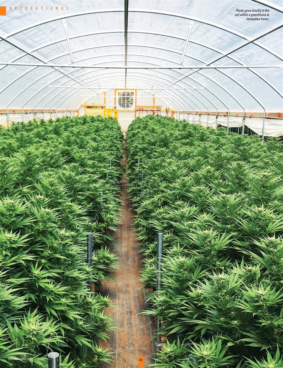 Cannabis Now Preview Pages