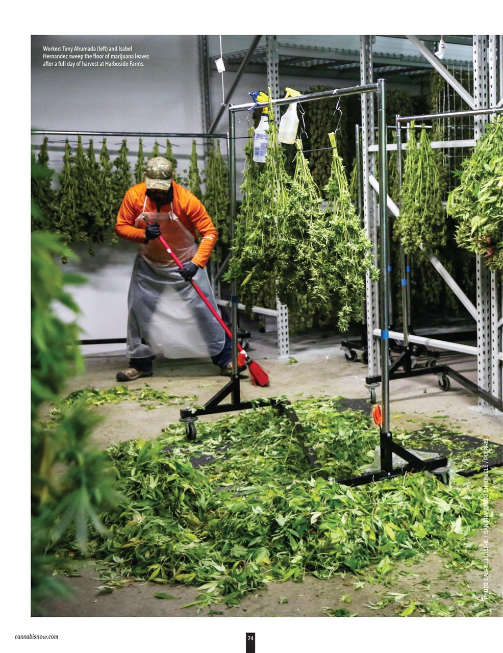 Cannabis Now Preview Pages