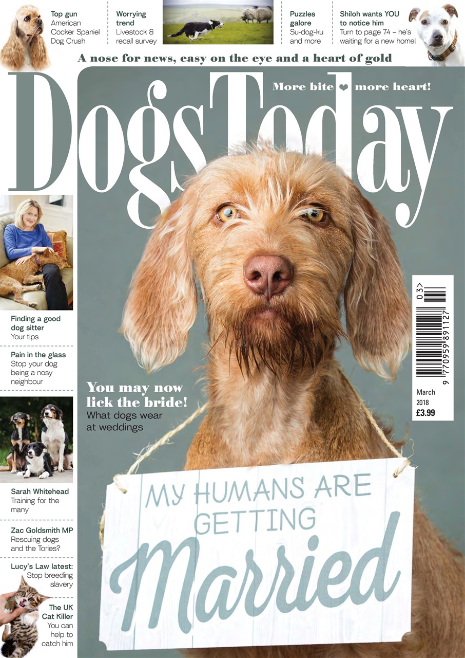 Dogs Today Magazine Preview Pages