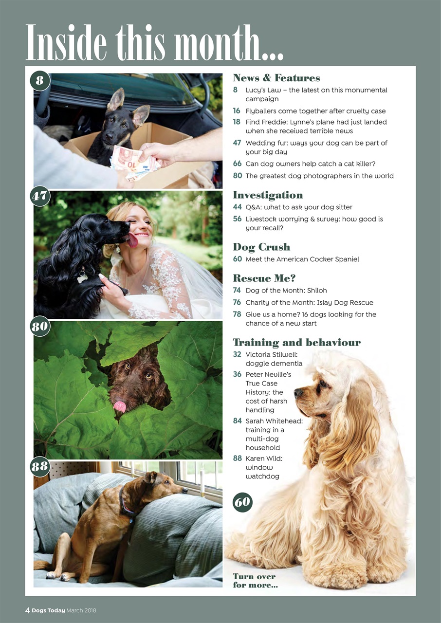 Dogs Today Magazine Preview Pages