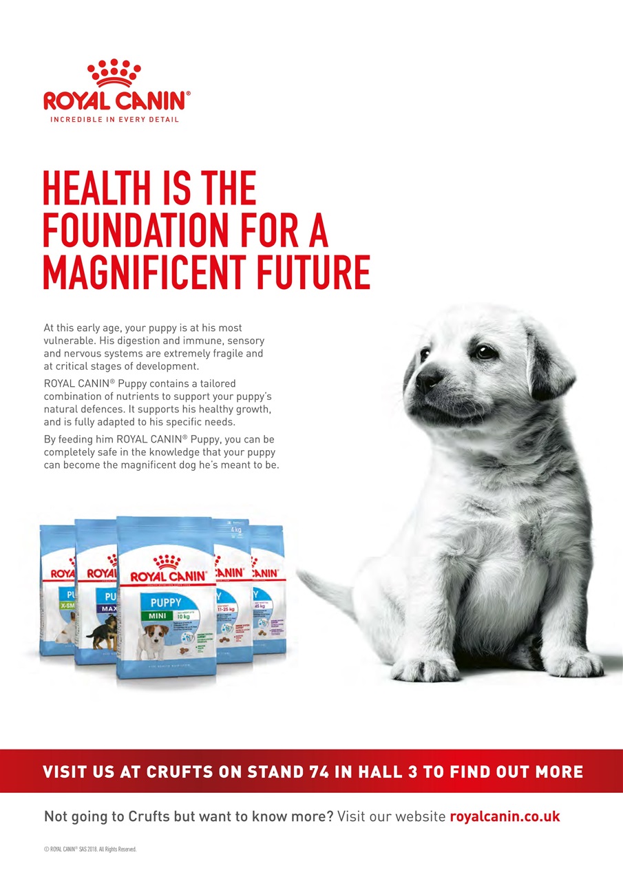 Dogs Today Magazine Preview Pages