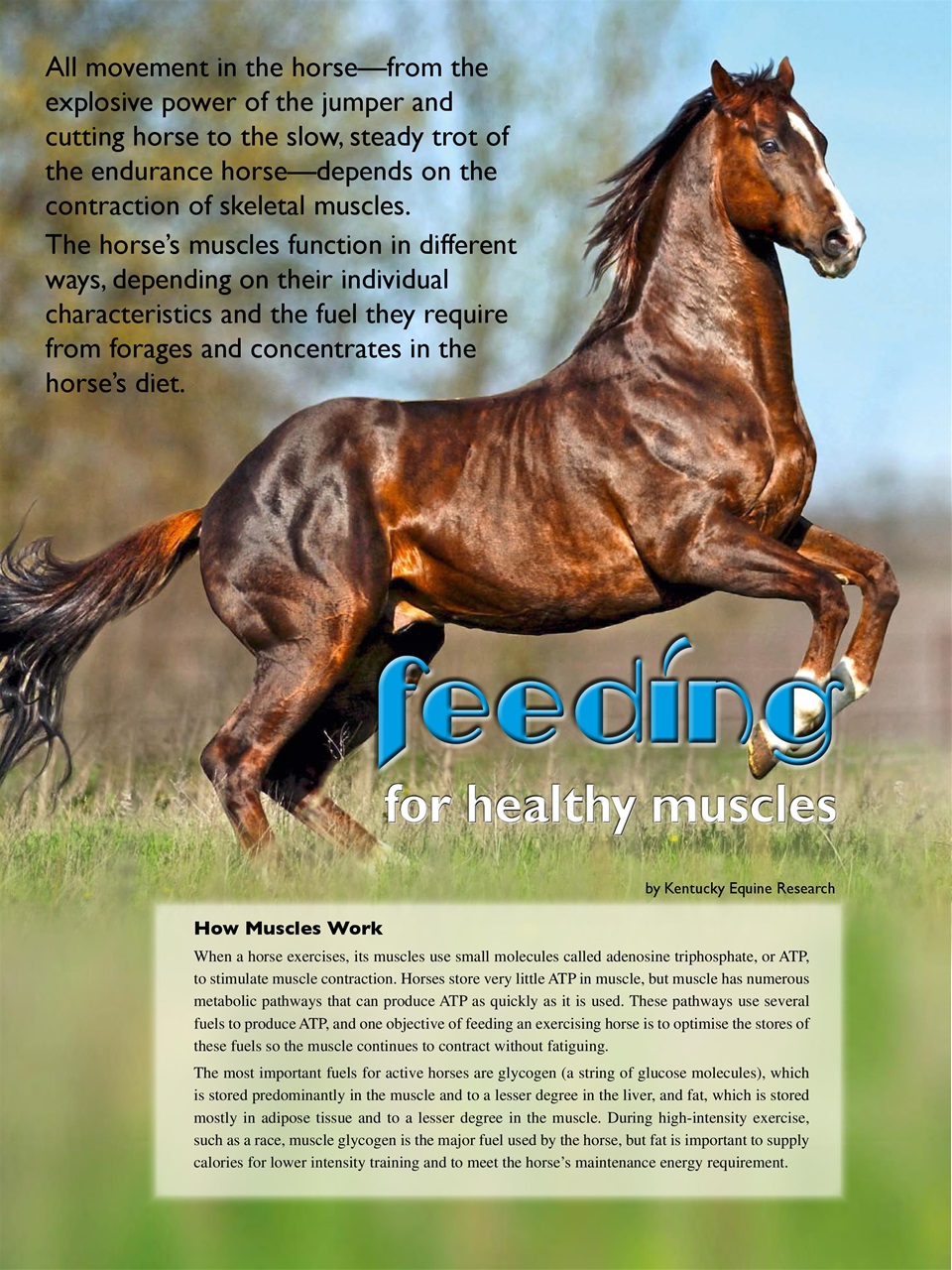 Hoofbeats Preview Pages