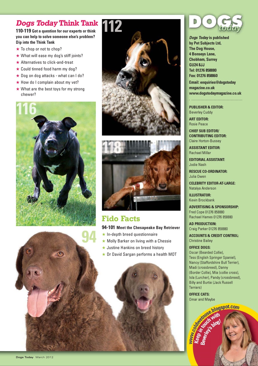 Dogs Today Magazine Preview Pages