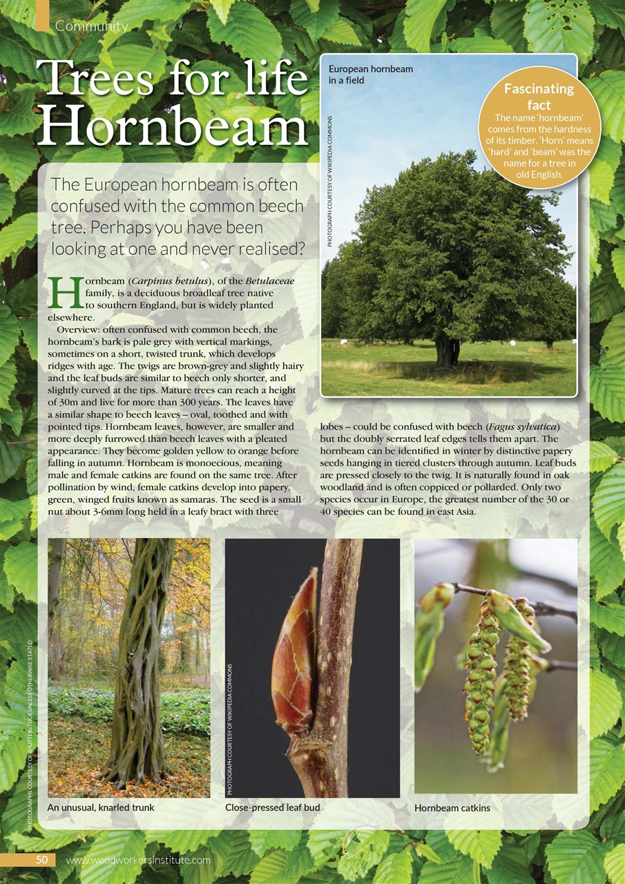 Woodworking Crafts Magazine Preview Pages