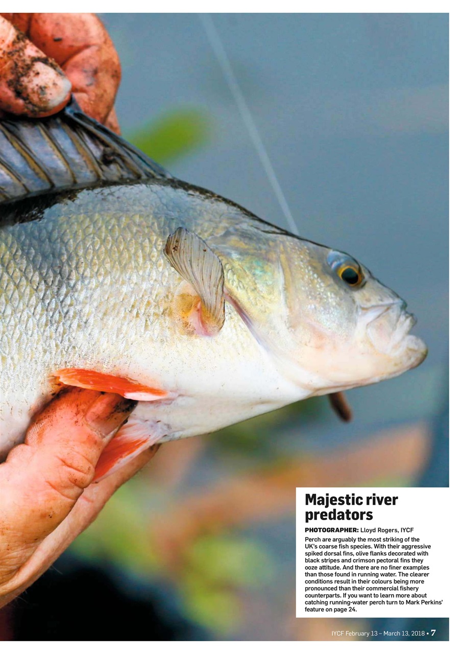 Improve Your Coarse Fishing Preview Pages
