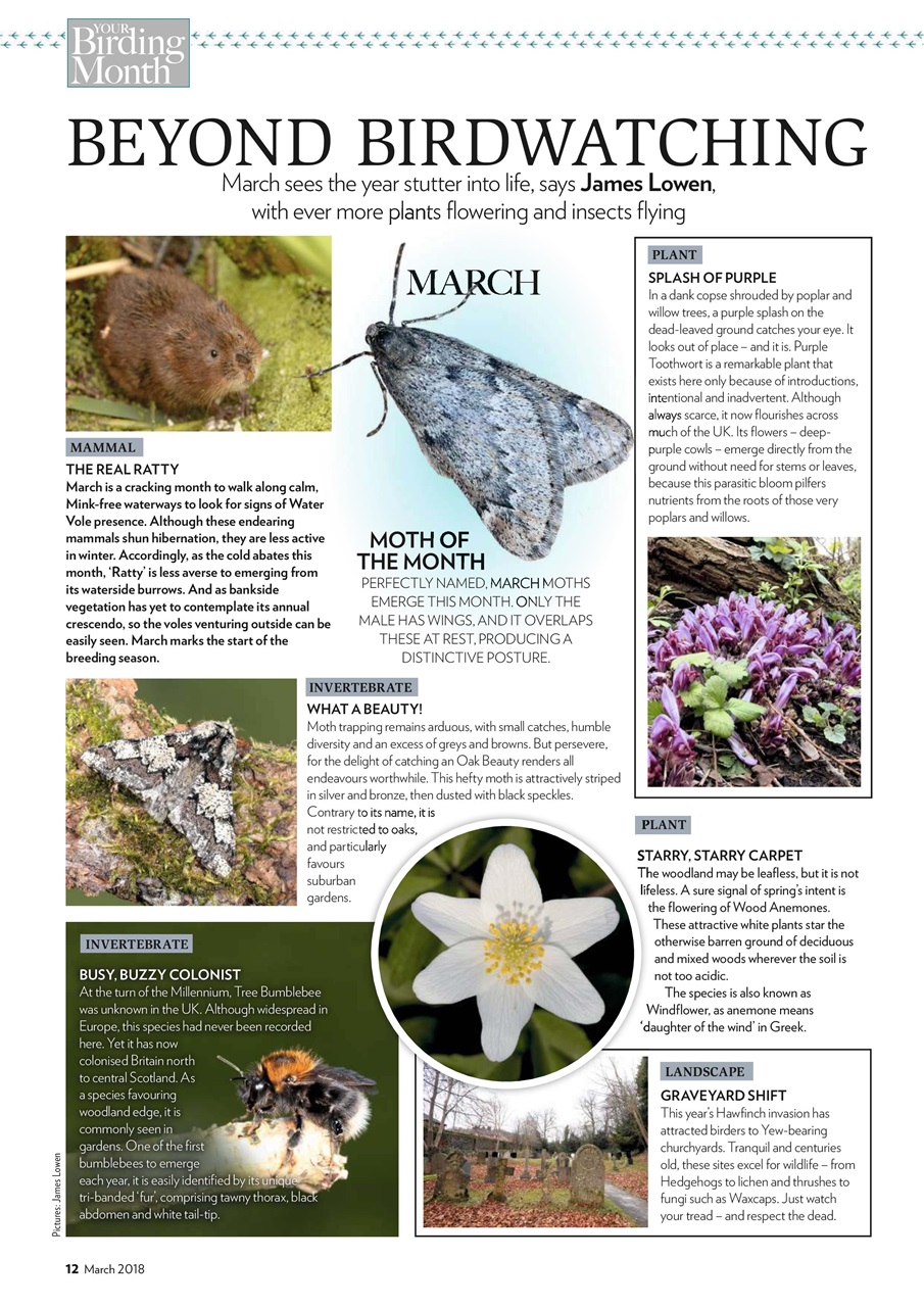 Bird Watching Preview Pages