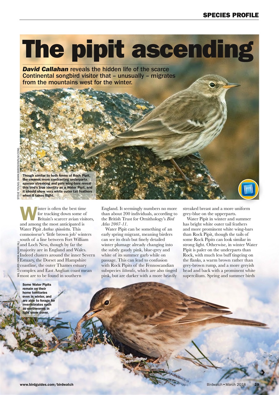 Birdwatch Magazine Preview Pages